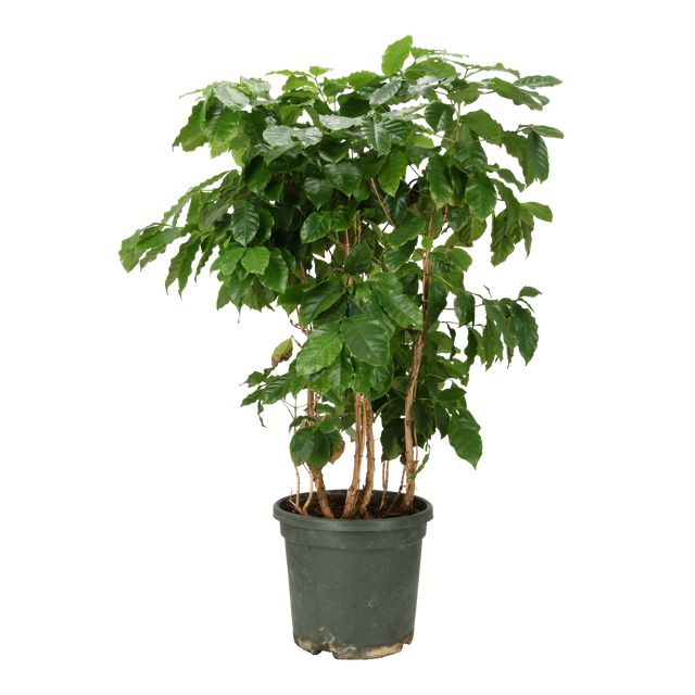 Coffea Arabica Ø30 H100