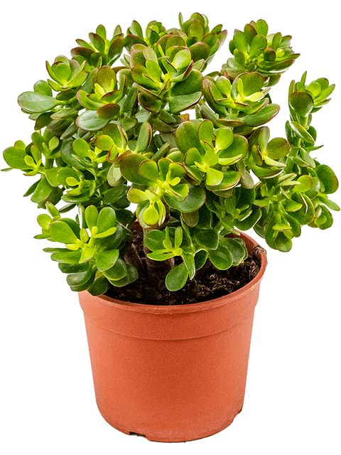 Crassula Ovata Minor