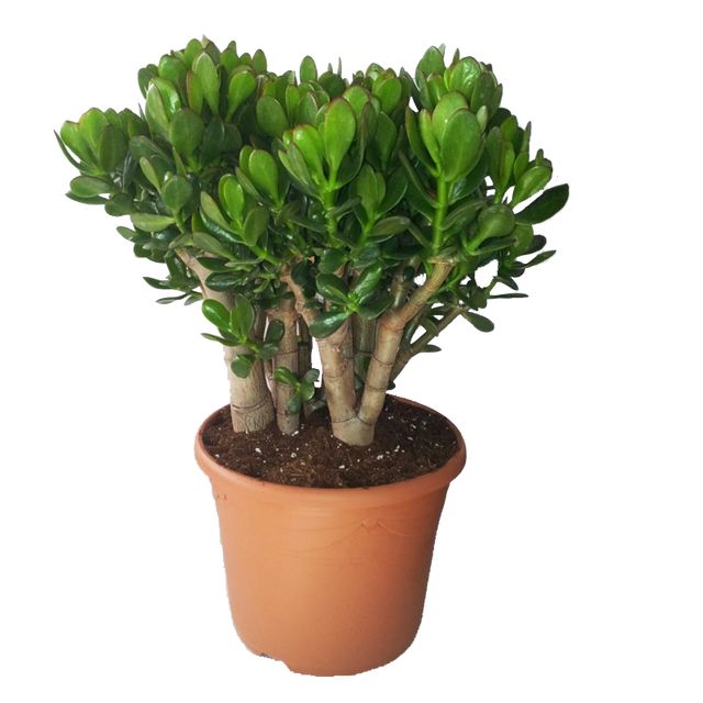 Crassula Moneytree