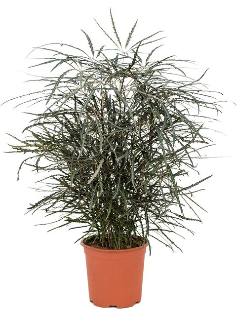Dizygotheca Elegantissima Ø26 H100