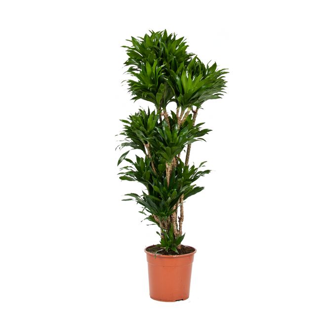 Dracaena Compacta Forgrenet