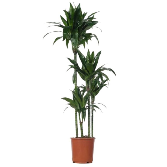 Dracaena Janet Craig 4Pp Ø27 H170