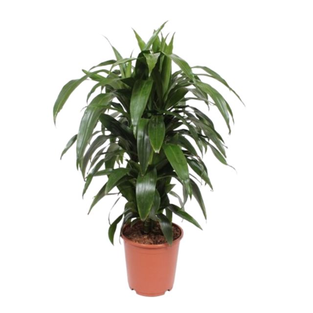 Dracaena Janet Craig Forgr.