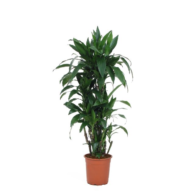 Dracaena Janet Craig Forgr. Ø34 H180