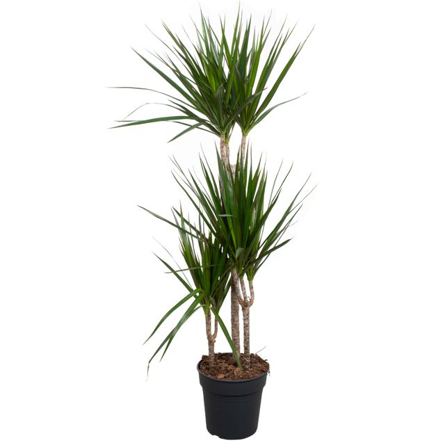 Dracaena Marginata 3Pp Ø24 H140