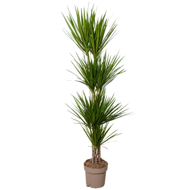 Dracaena Marginata 4Pp Ø27 H170