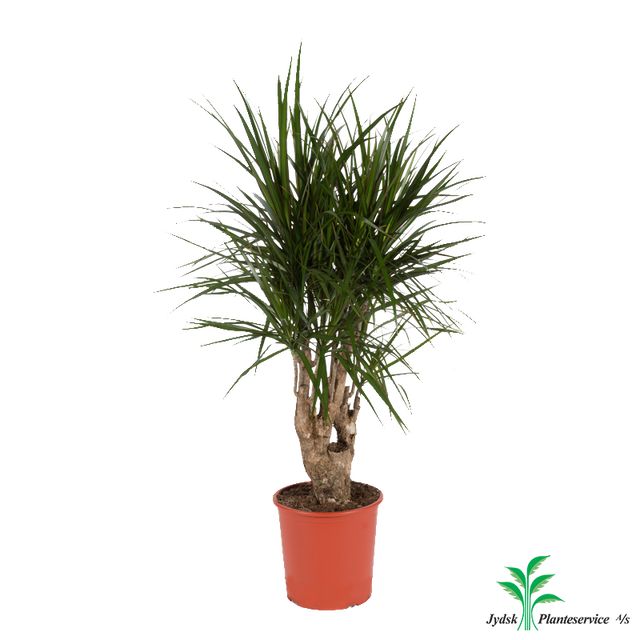 Dracaena Marginata Forgrenet