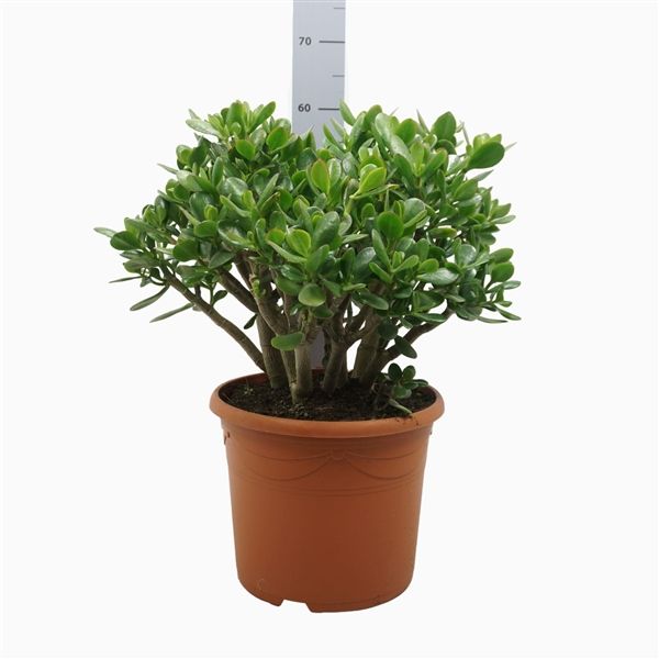 Crassula Moneytree