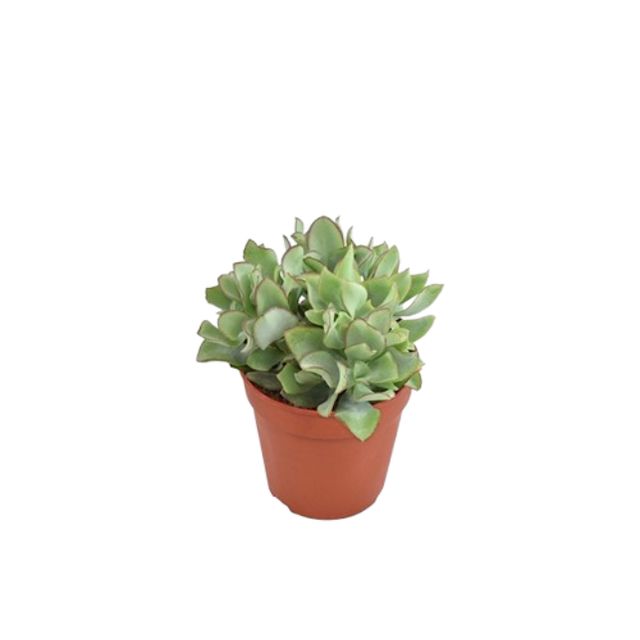 Crassula Undilatifolia