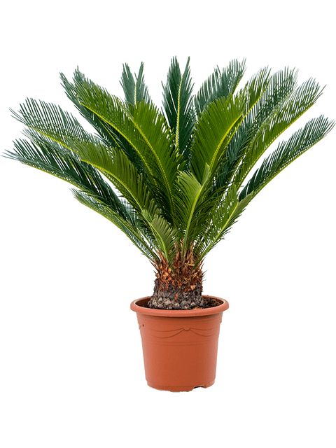 Cycas Revoluta