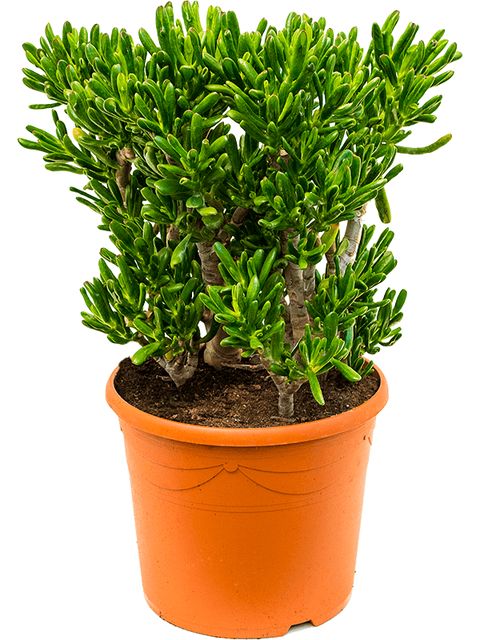 Crassula Horntree