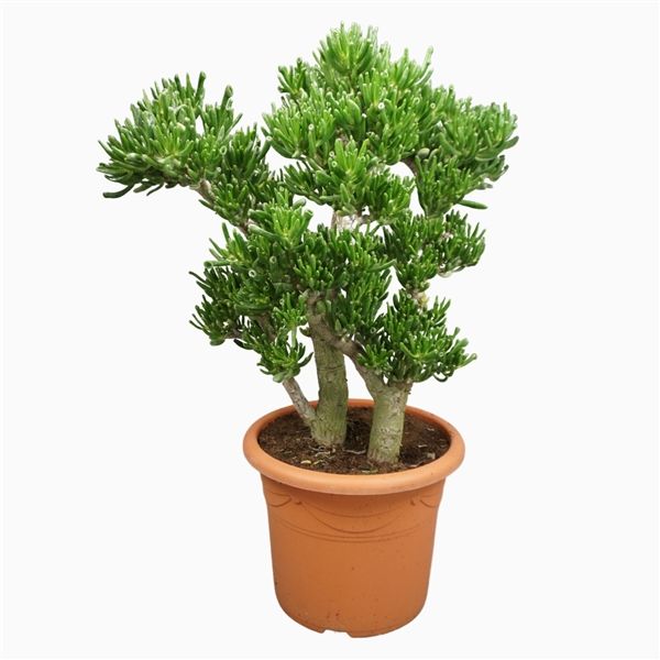 Crassula Horntree