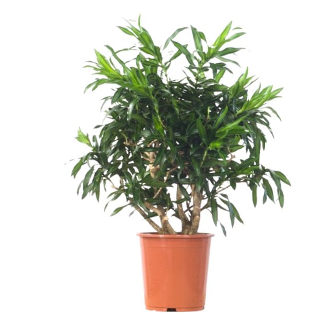 Dracaena Song Of Jamaica