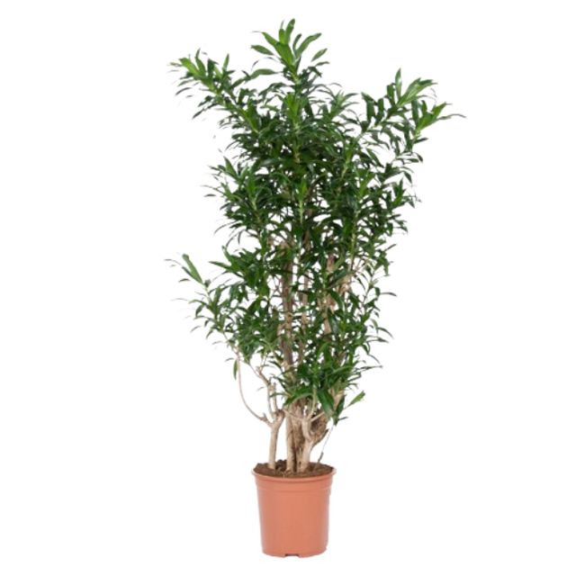 Dracaena Song Of Jamaica