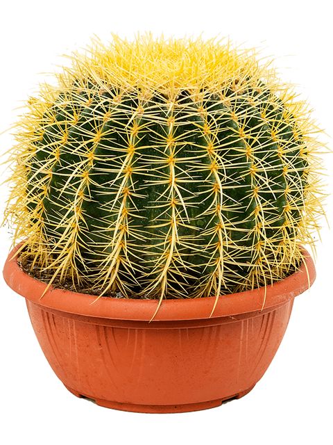 Echinocactus Grusonii