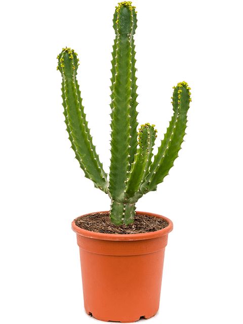 Euphorbia Trigonia, Cowboy Kaktus