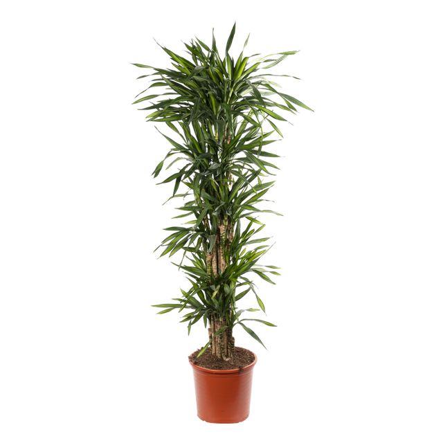 Dracaena Rikii Forgrenet