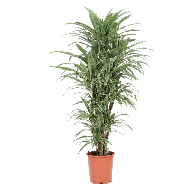 Dracaena Warneckii Forgrenet