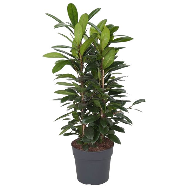 Ficus Cyathistipula 3Pp