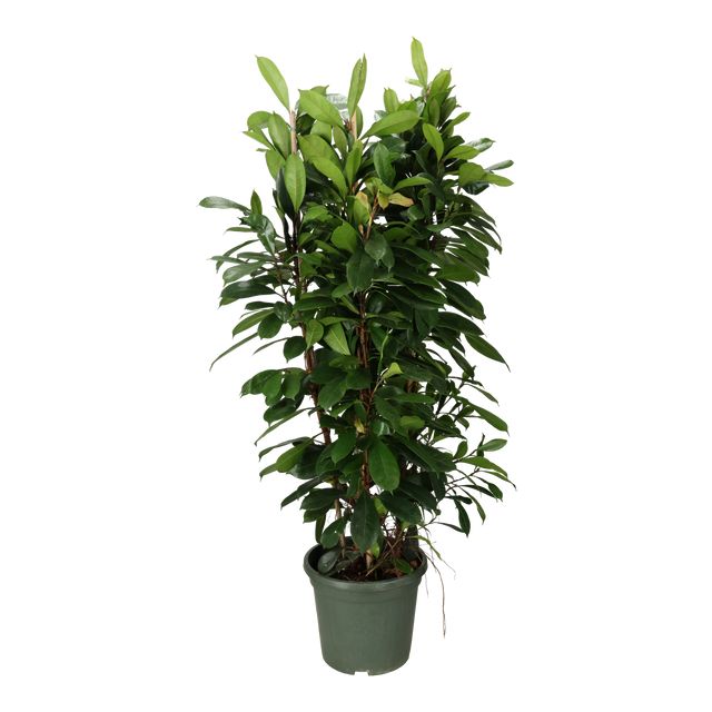 Ficus Cyathistipula 3 pp Ø40 H180