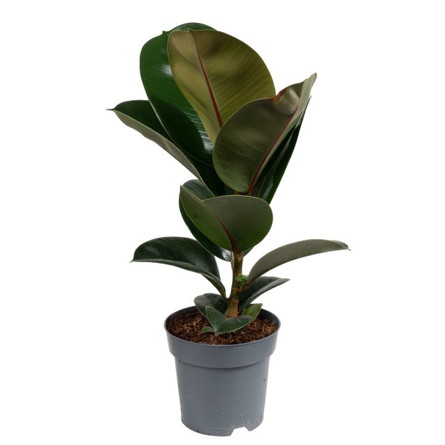 Ficus Elastica 'Robusta'