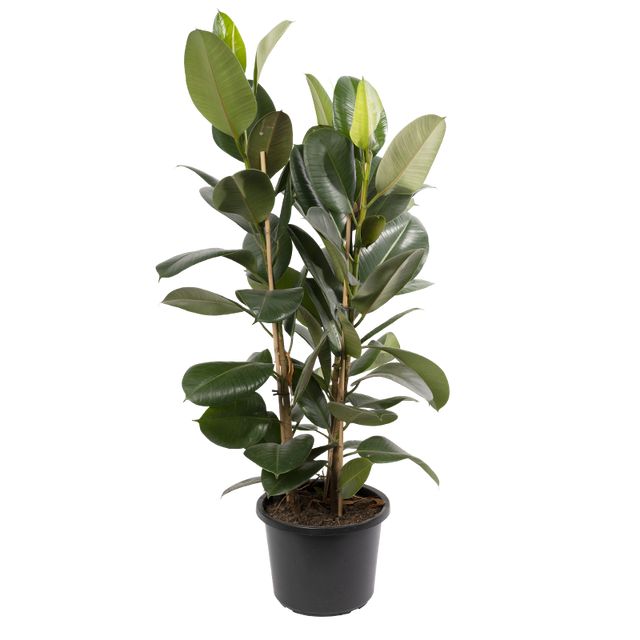 Ficus Elastica 'Robusta'