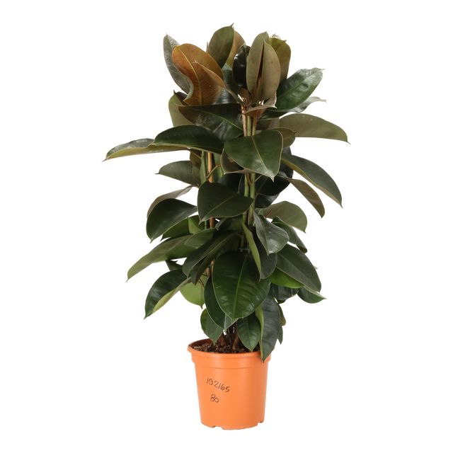 Ficus Elastica Robusta 3 pp