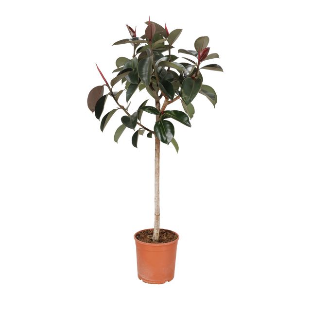 Ficus Elastica 'Robusta' Opst.