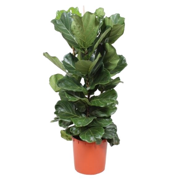 Ficus Lyrata