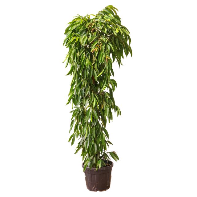 Ficus Amstel King