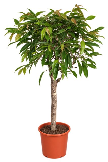 Ficus Amstel King Opst.