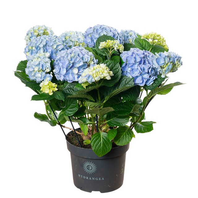 Hydrangea Macrophylla Blå