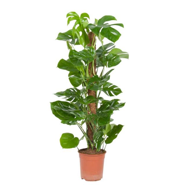 Monstera Deliciosa Mosstok