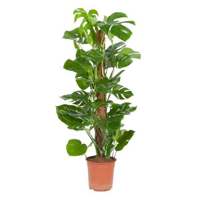 Monstera Deliciosa Mosstok