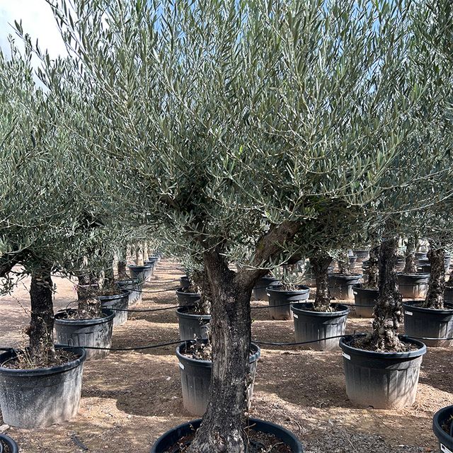 Olea Europaea Opst. Forgrenet