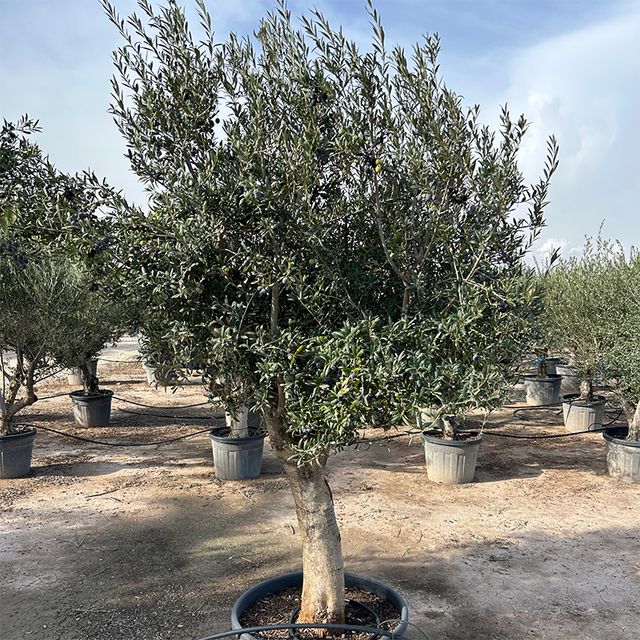 Olea Europaea Opst. Tyk stam