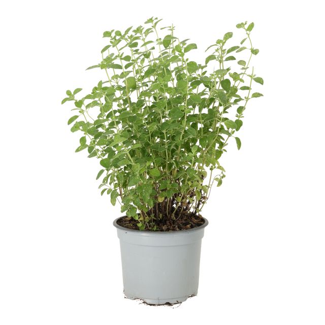 Krydderurter Oregano Ø12