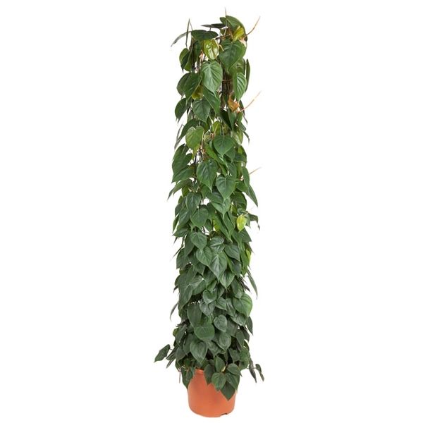 Philodendron Scandens Rørespalie