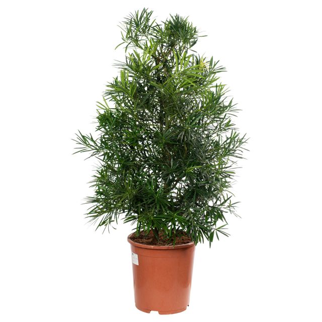 Podocarpus Latifolius Maki