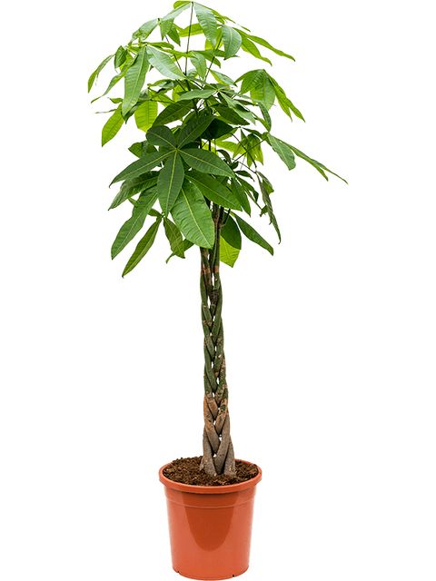 Pachira Aquatica