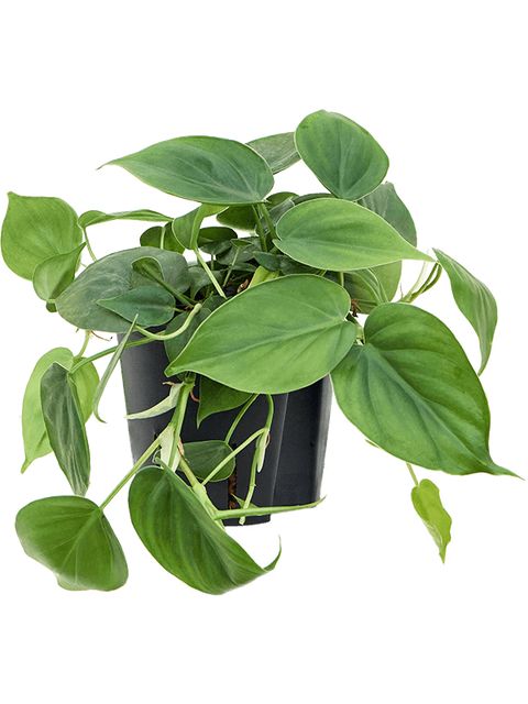 Philodendron Scandens  Ampel Ø15 H30