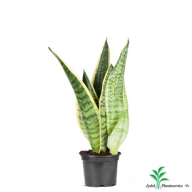 Sansevieria Laurentii