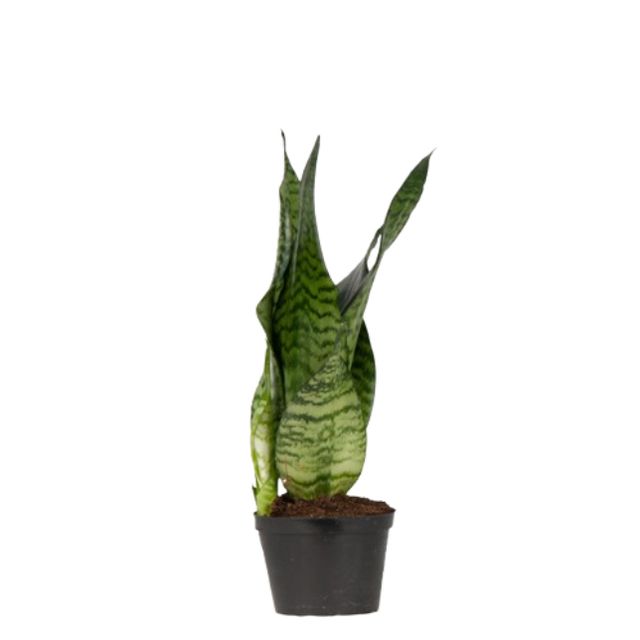 Sansevieria Zeylanica Grøn