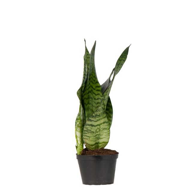 Sansevieria Zeylanica Grøn
