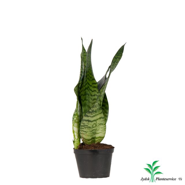 Sansevieria Zeylanica Grøn