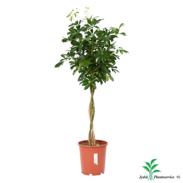 Schefflera Arboricola Compacta Fl. St.