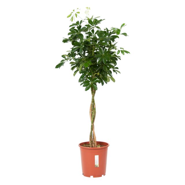 Schefflera Arboricola Compacta Fl. St.