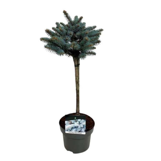 Picea 'Glauca Globosa' Opst.