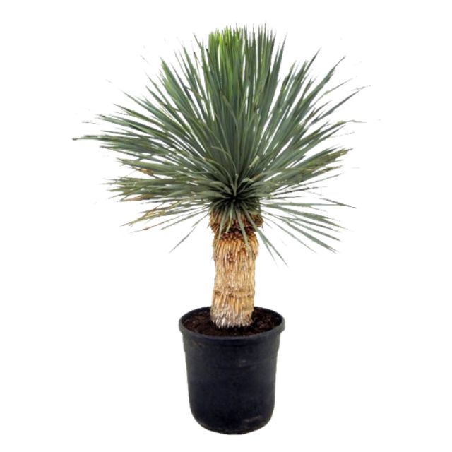 Yucca Rostrata Ø40 H120.