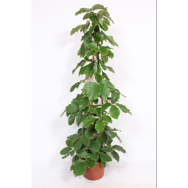 Tetrastigma Voinerianum